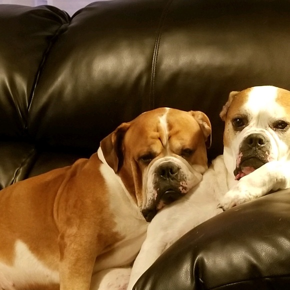 Meet your Posher, George - Picture 1 of 1